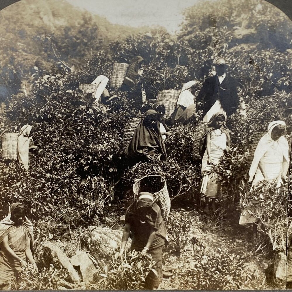 Antique 1901 Stereoview Photo Card Tea Gatherers Galle Ceylon Hill Country - Picture 9 of 9